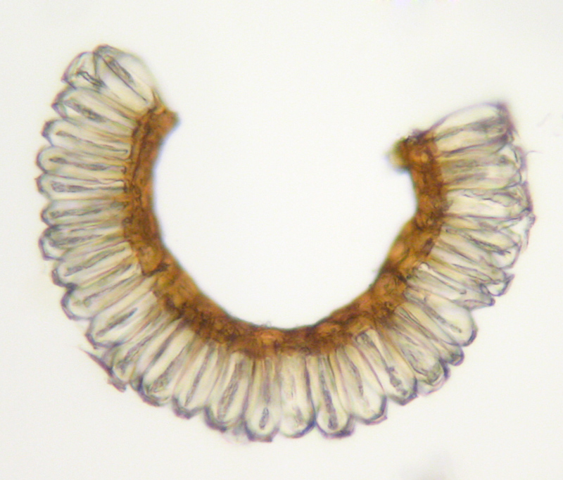 Ceratodon purpureus